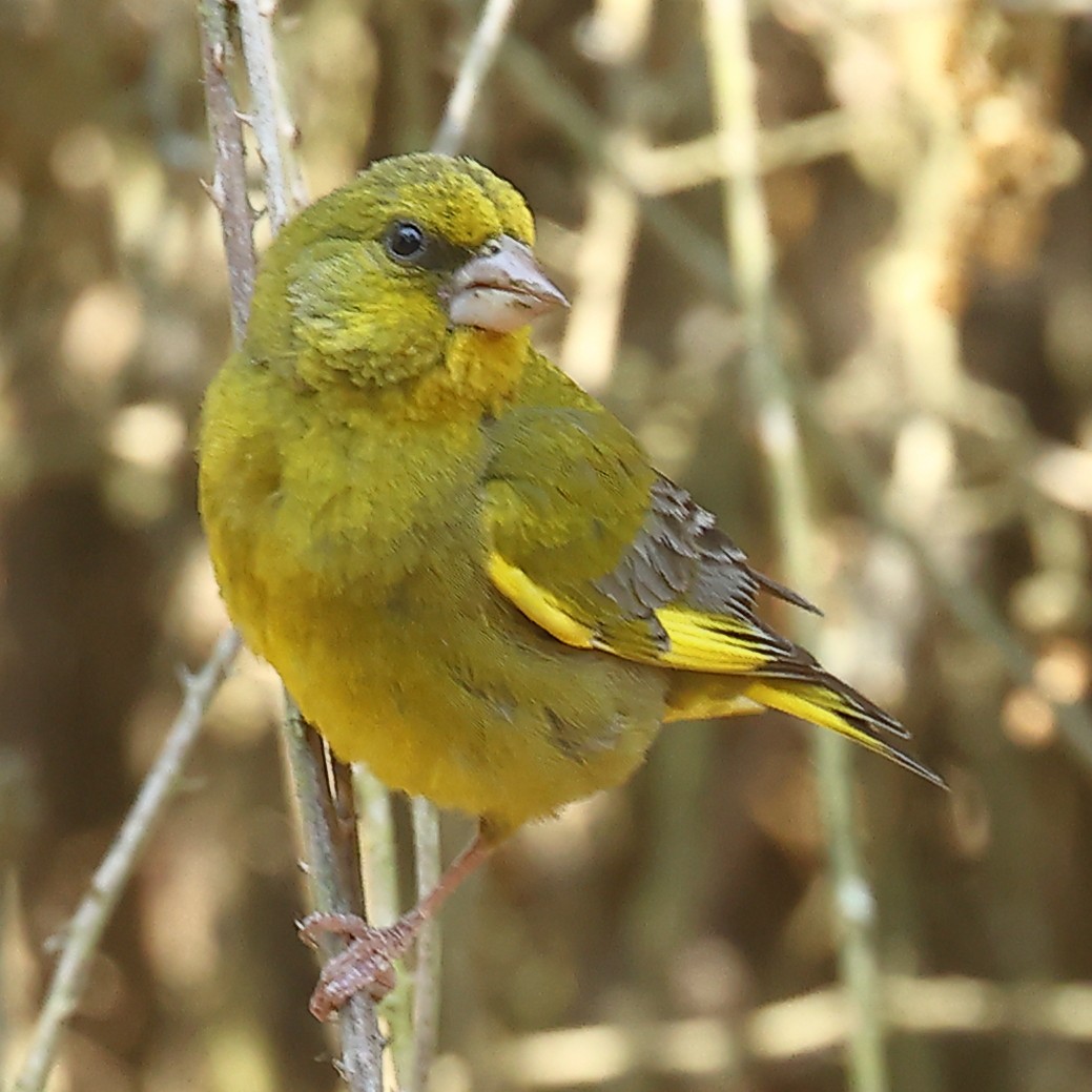 European Greenfinch - ML575787251