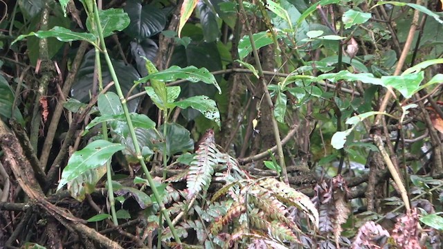 Pygmy Cupwing - ML575787401