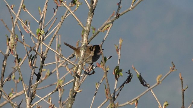 Gray-sided Bush Warbler - ML575787871