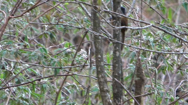 Slender-billed Scimitar-Babbler - ML575788291