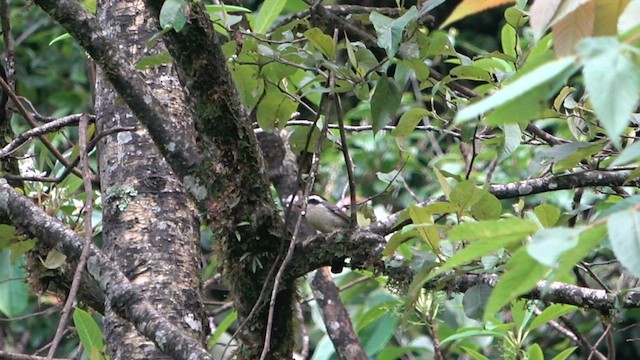 Red-tailed Minla - ML575788711