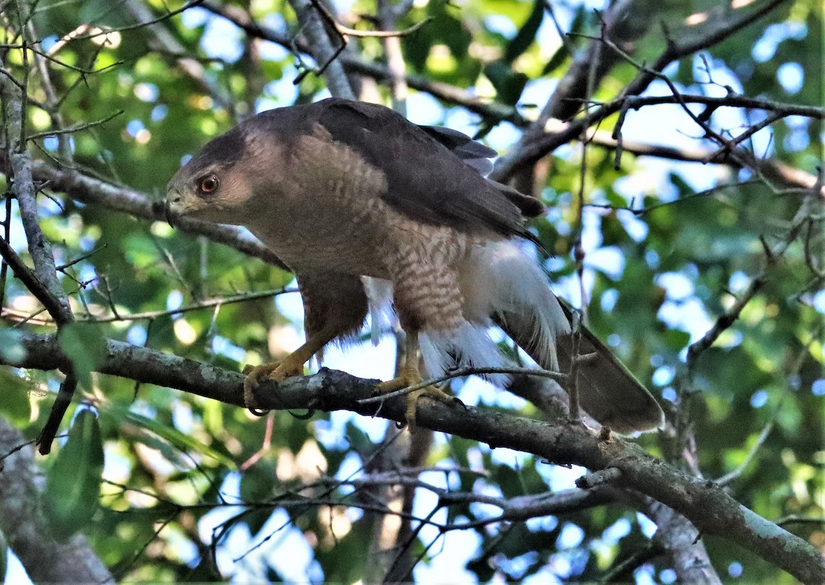 Cooper's Hawk - ML575788721