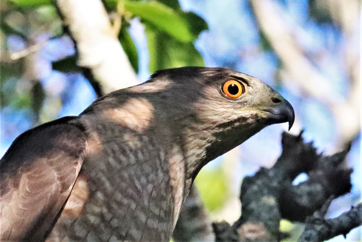 Cooper's Hawk - ML575788741