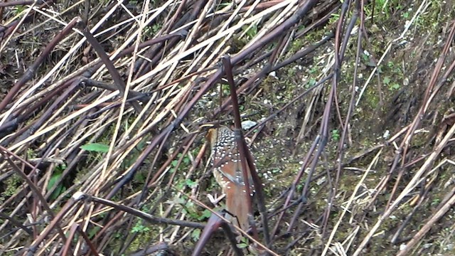 Spotted Laughingthrush - ML575788771