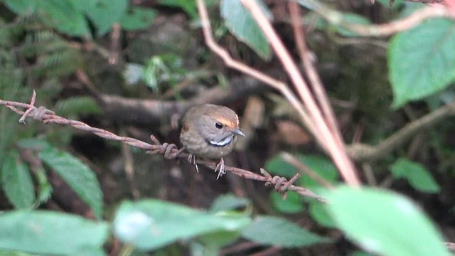 White-gorgeted Flycatcher - ML575788951