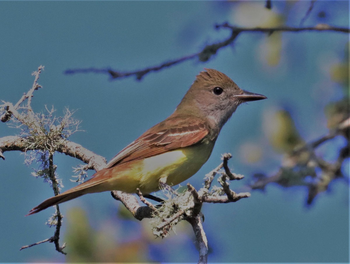 Great Crested Flycatcher - ML575788971