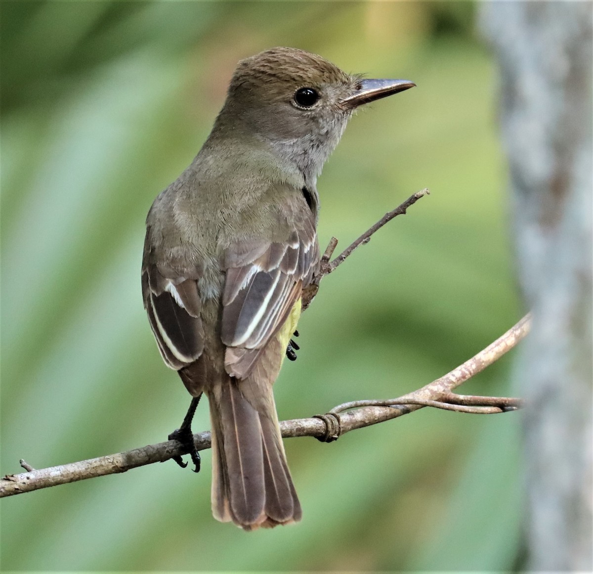 Great Crested Flycatcher - ML575788981