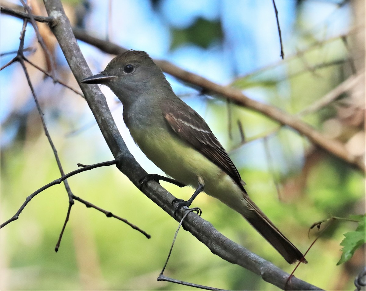 Great Crested Flycatcher - ML575789001