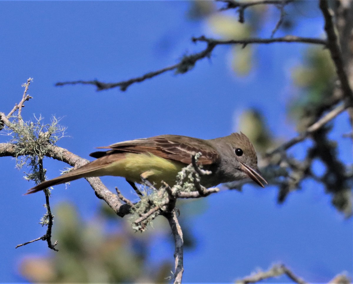 Great Crested Flycatcher - ML575789021