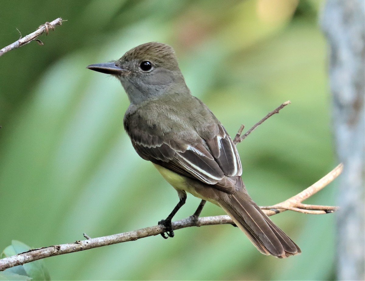 Great Crested Flycatcher - ML575789031
