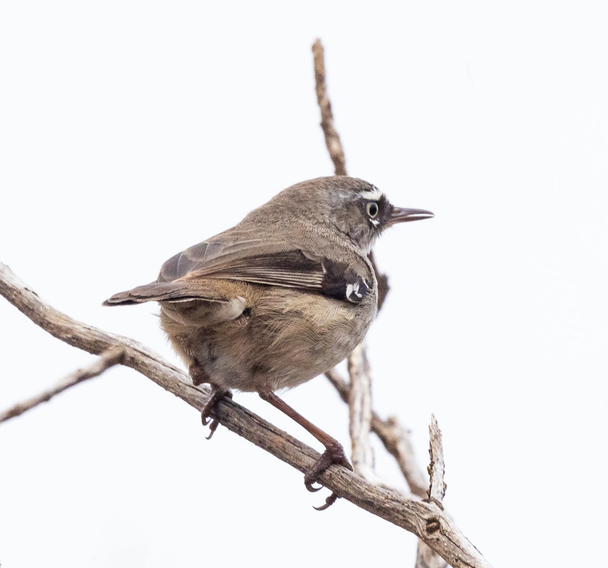 Sedosito Cejiblanco (grupo maculatus) - ML575789111