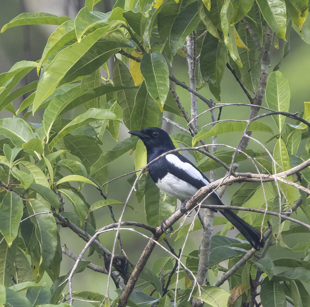 Philippine Magpie-Robin - ML575789291