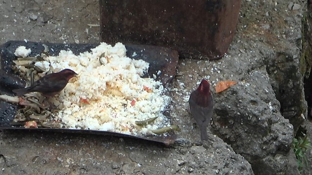 Dark-breasted Rosefinch - ML575789361