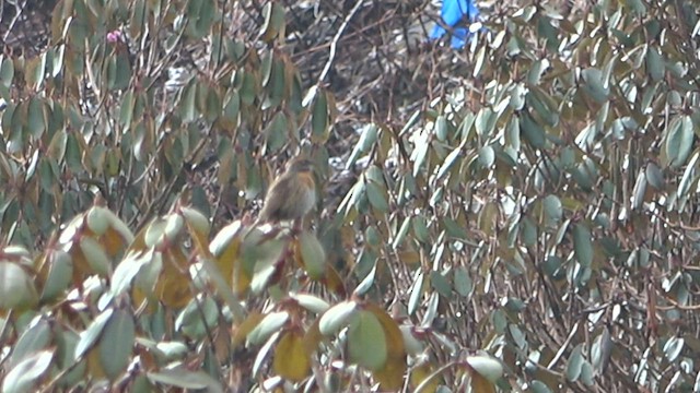 Rufous-breasted Accentor - ML575789481