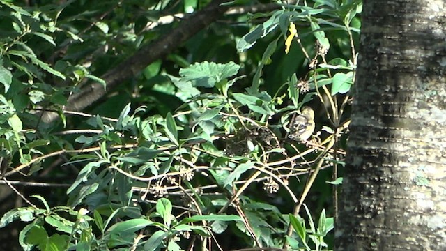 Yellow-breasted Greenfinch - ML575790071