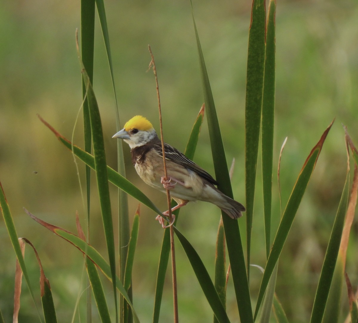 Black-breasted Weaver - ML575790571