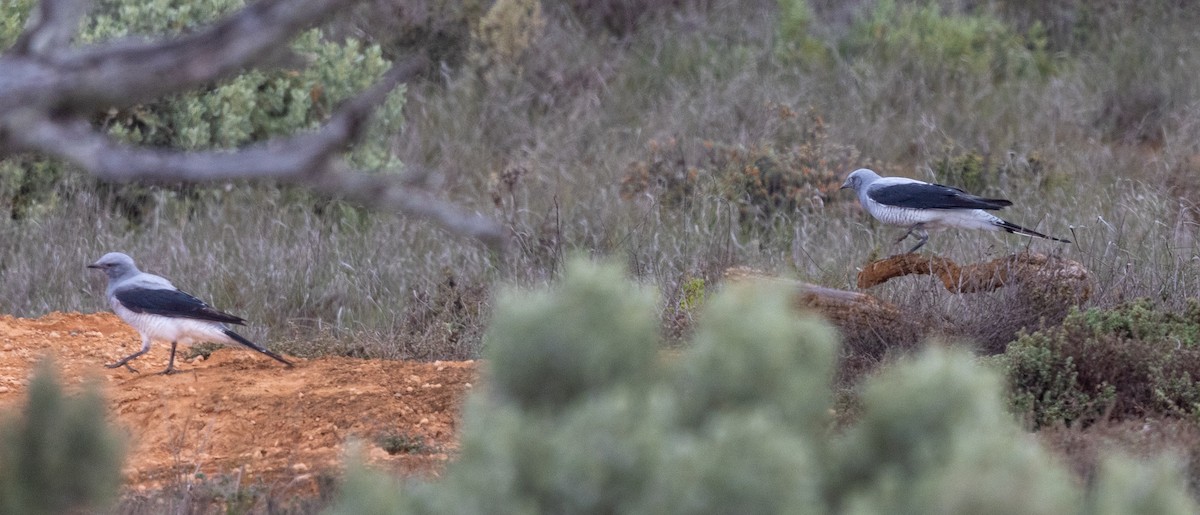 Ground Cuckooshrike - ML575790931