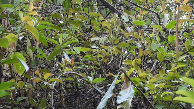 Broad-billed Warbler - ML575791041