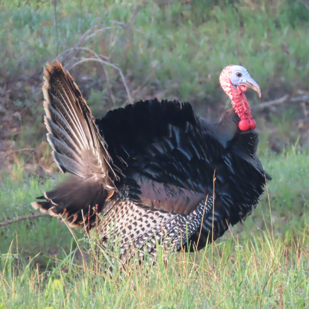 Wild Turkey - Erin Watson