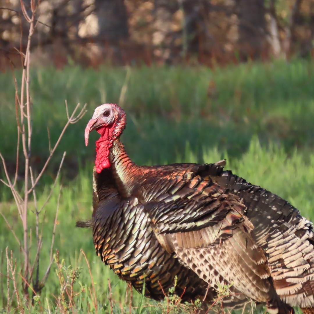 Wild Turkey - Erin Watson