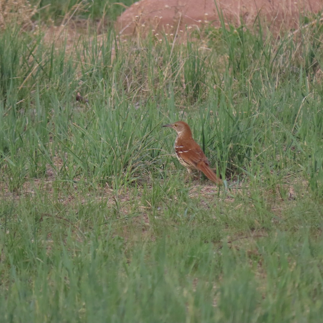 Brown Thrasher - ML575792671