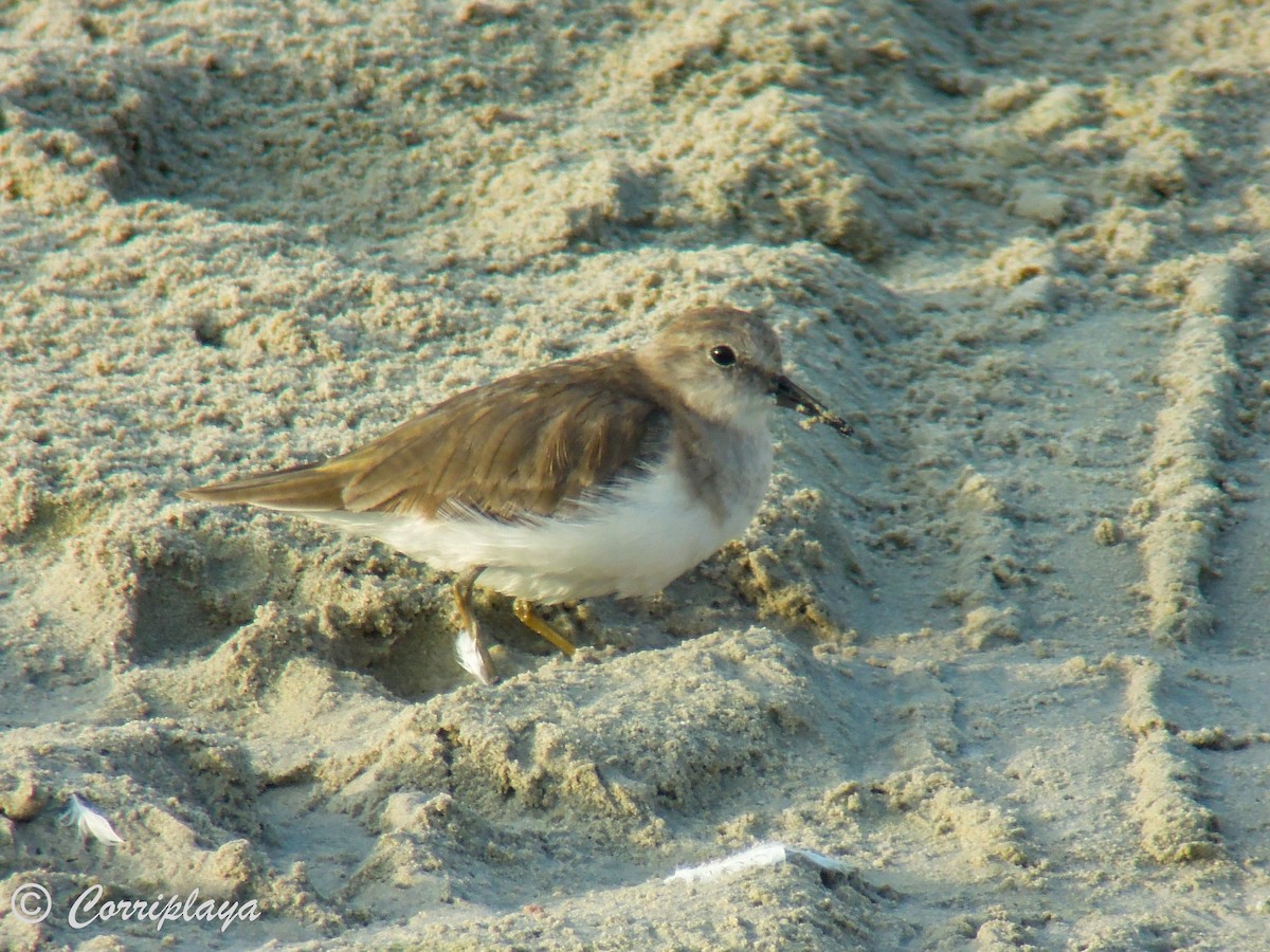 Temminck's Stint - ML575795031