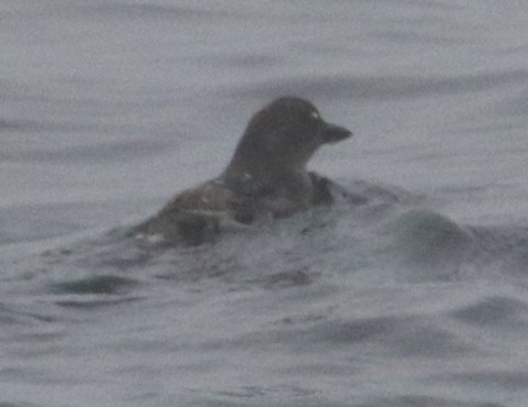 Cassin's Auklet - ML575798151