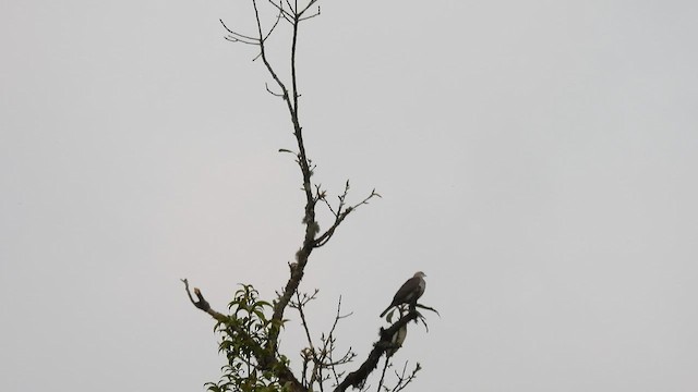 Mountain Imperial-Pigeon - ML575798911