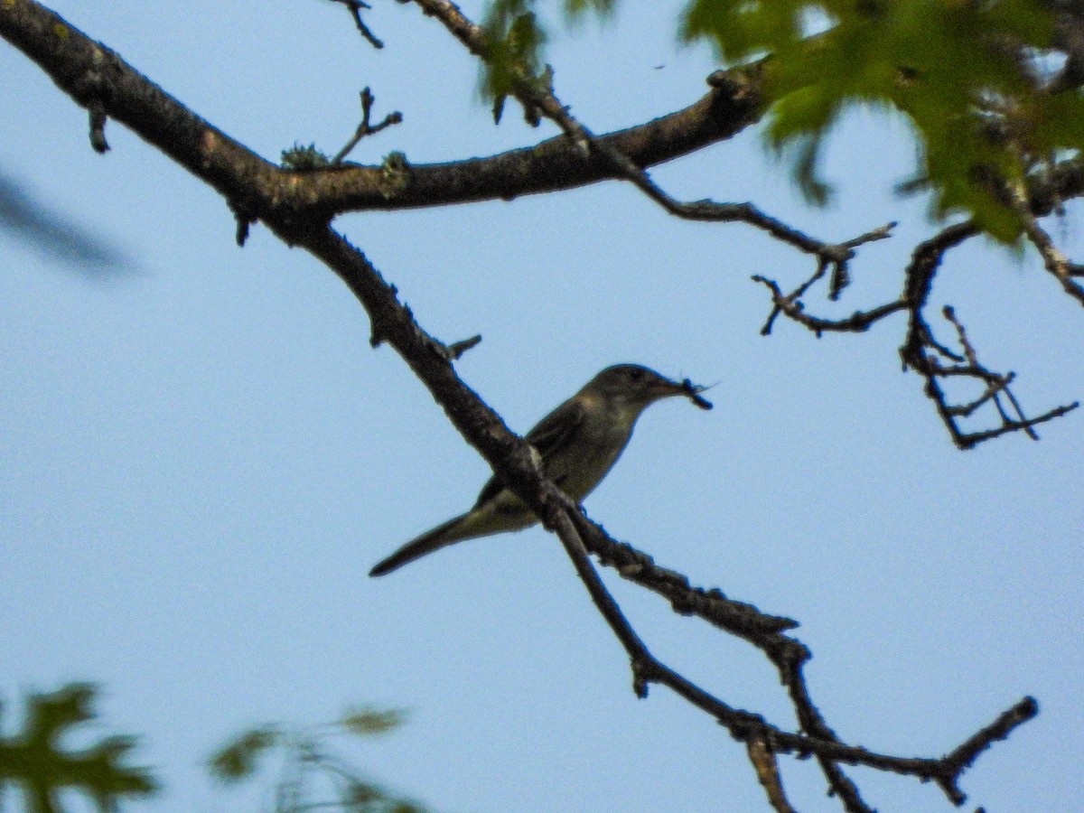 Eastern Wood-Pewee - ML575799251