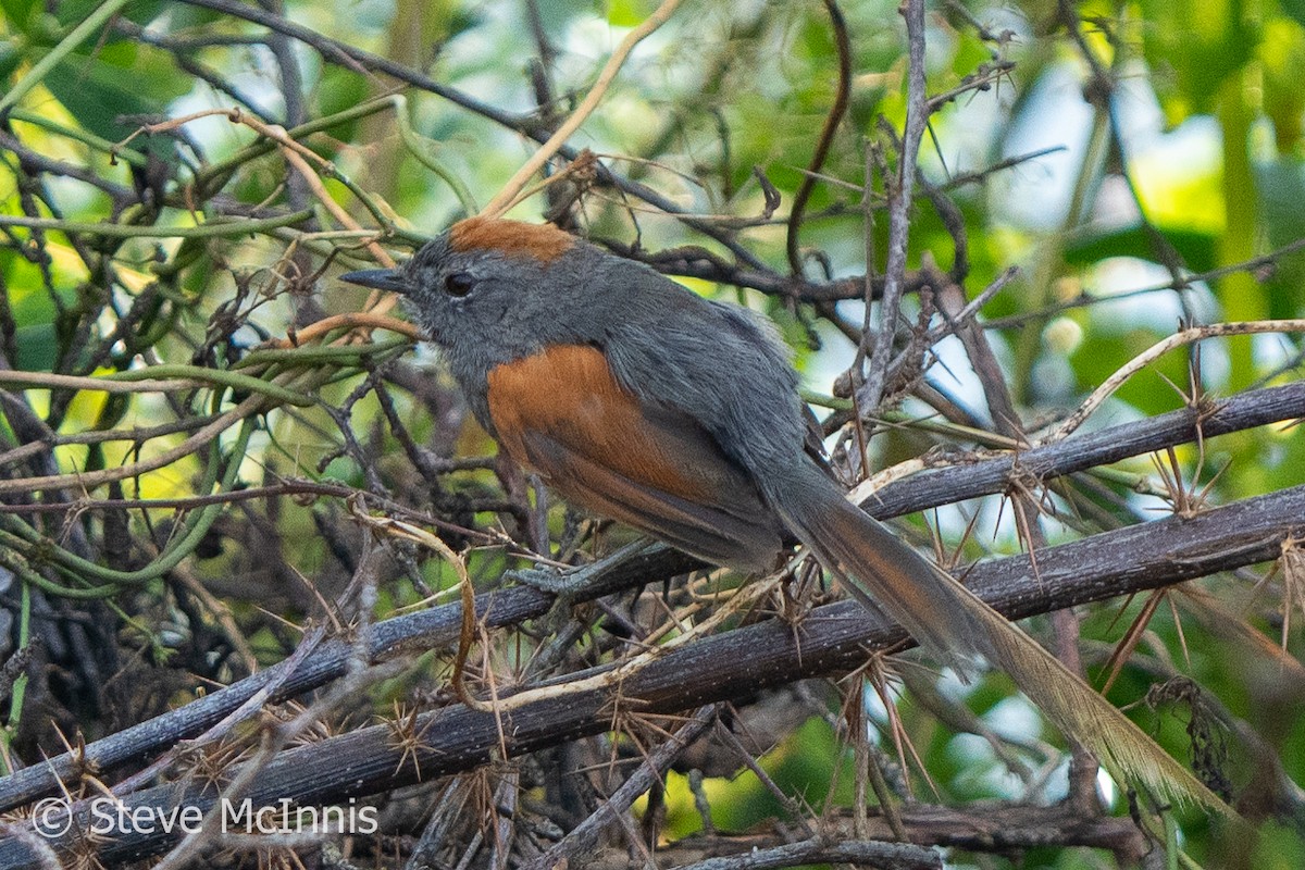 Apurimac Spinetail - ML575800541