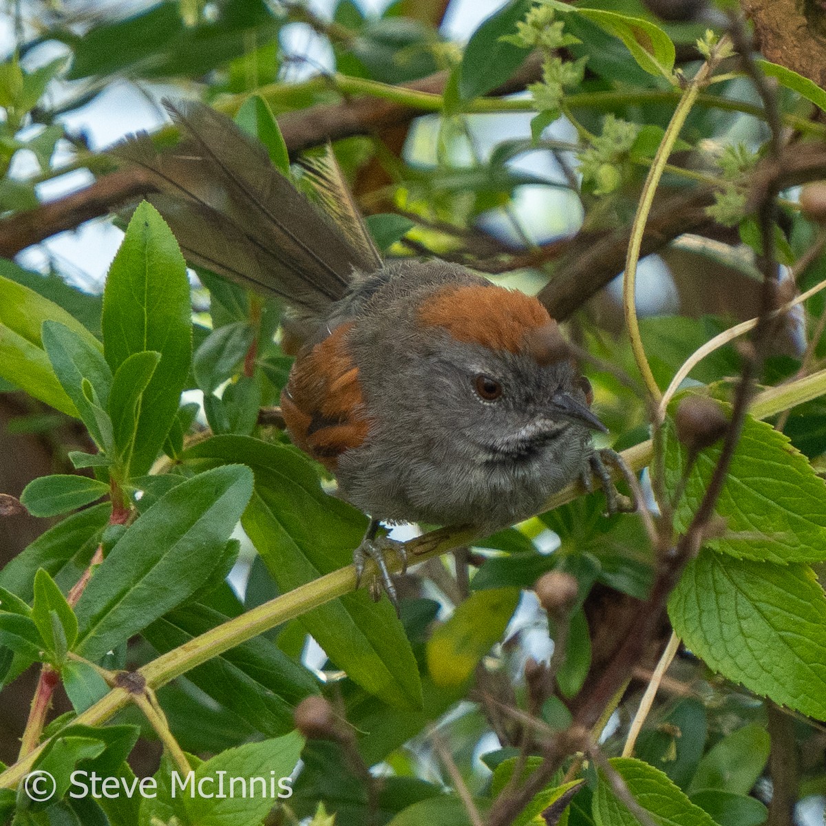 Apurimac Spinetail - ML575800571