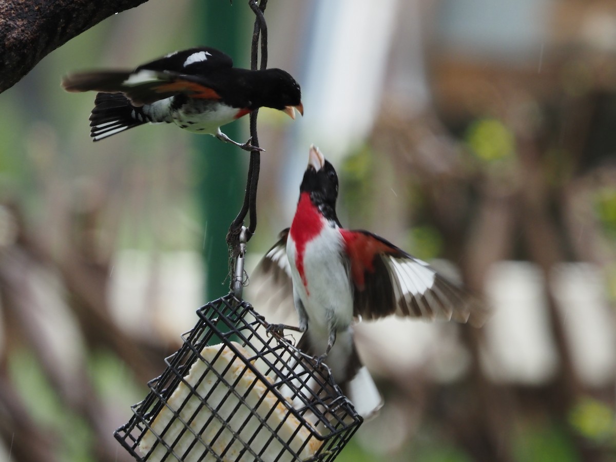 Rose-breasted Grosbeak - ML575801241