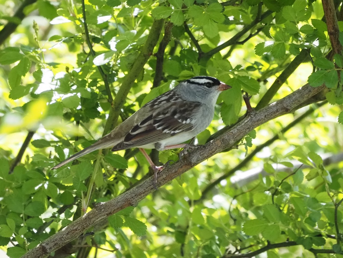 White-crowned Sparrow - ML575801791