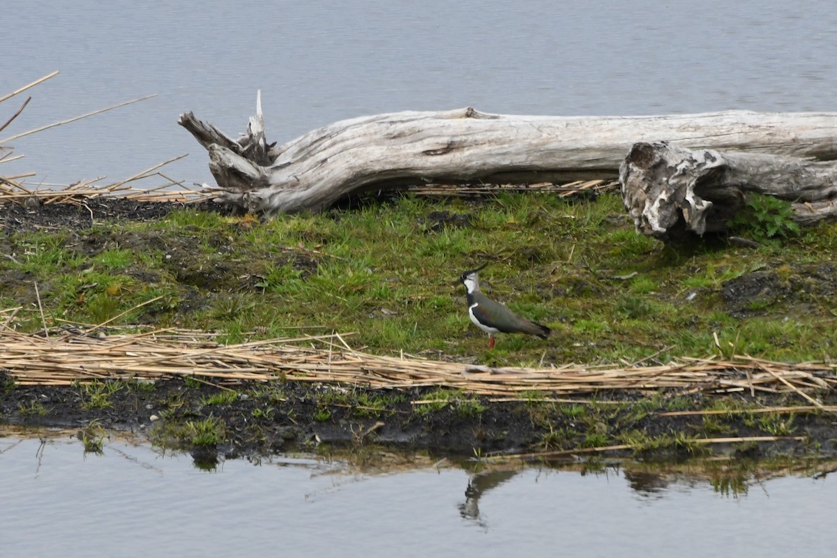 Northern Lapwing - ML575802251