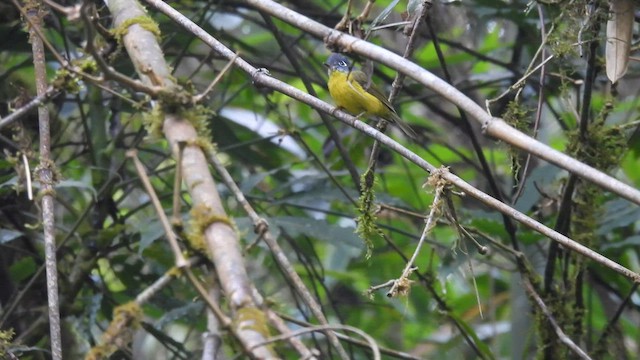 Gray-cheeked Warbler - ML575802741