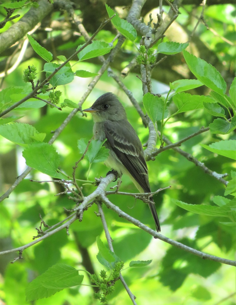 Eastern Wood-Pewee - ML575802751