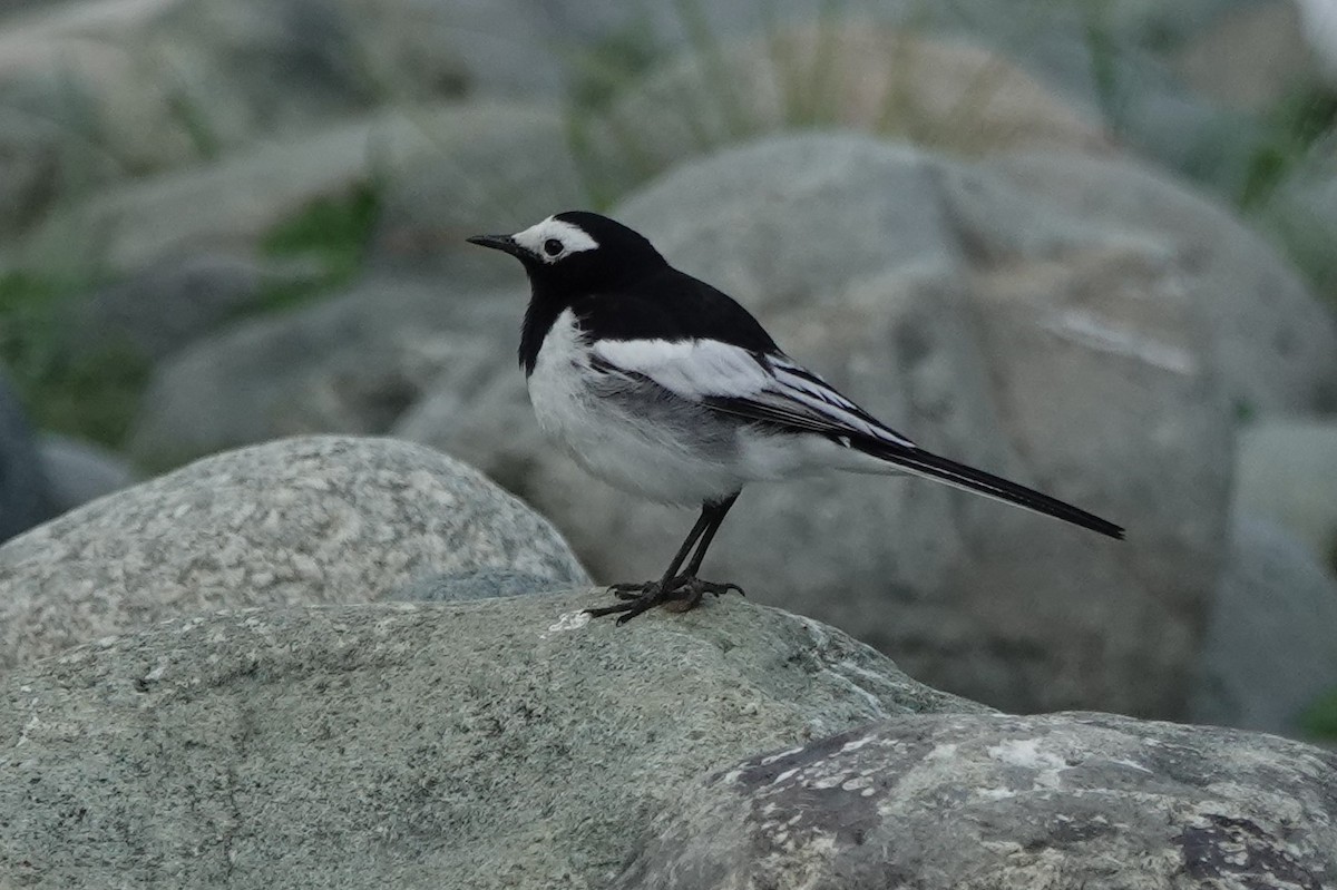 White Wagtail (Hodgson's) - Steve Kornfeld