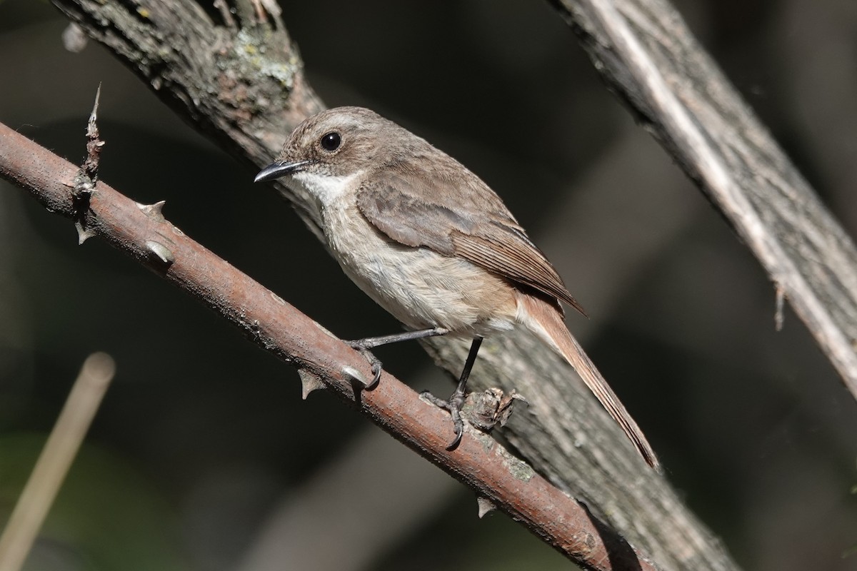 Gray Bushchat - Steve Kornfeld