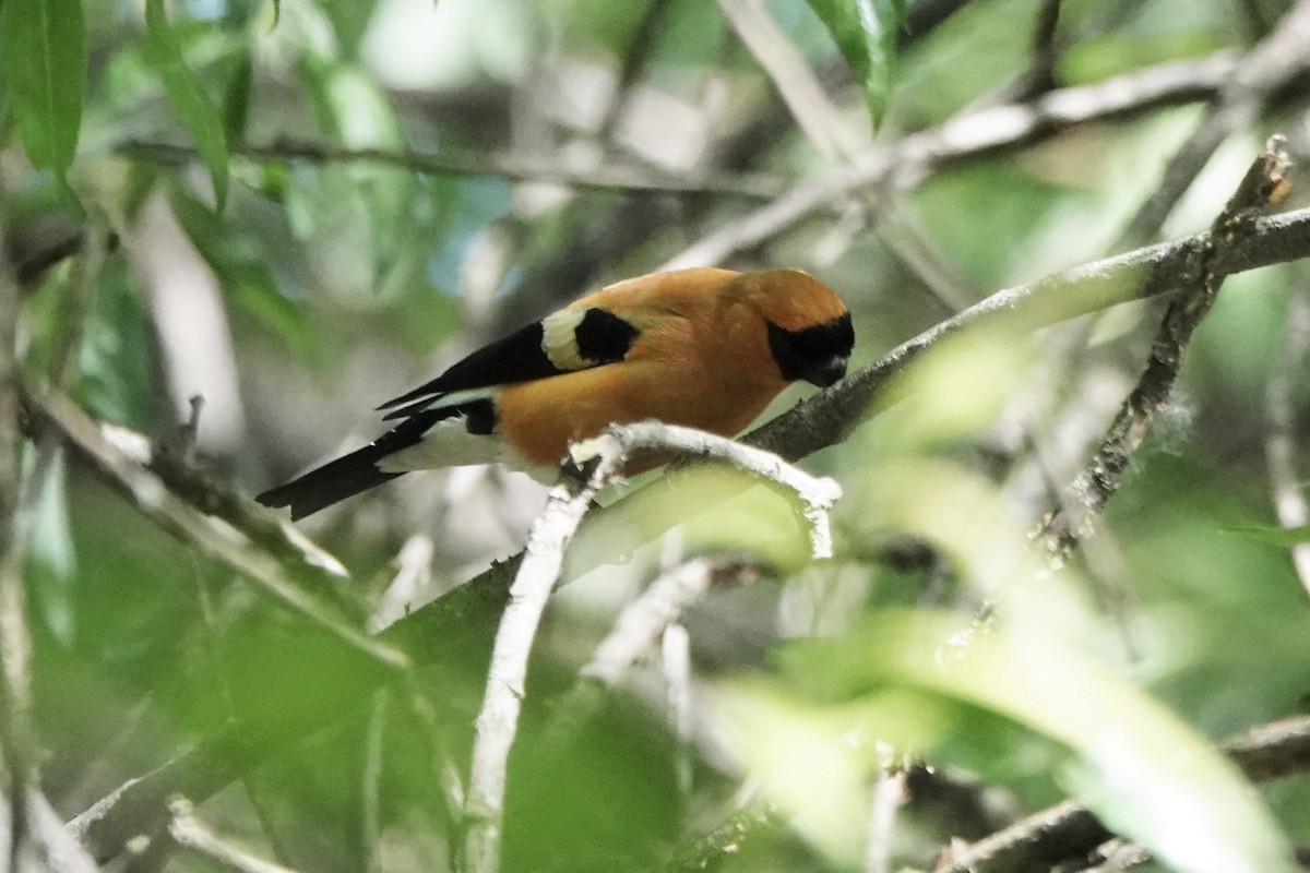 Orange Bullfinch - ML575806501