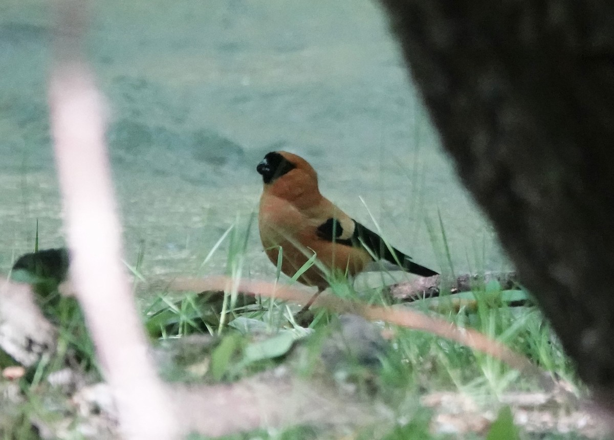 Orange Bullfinch - Steve Kornfeld