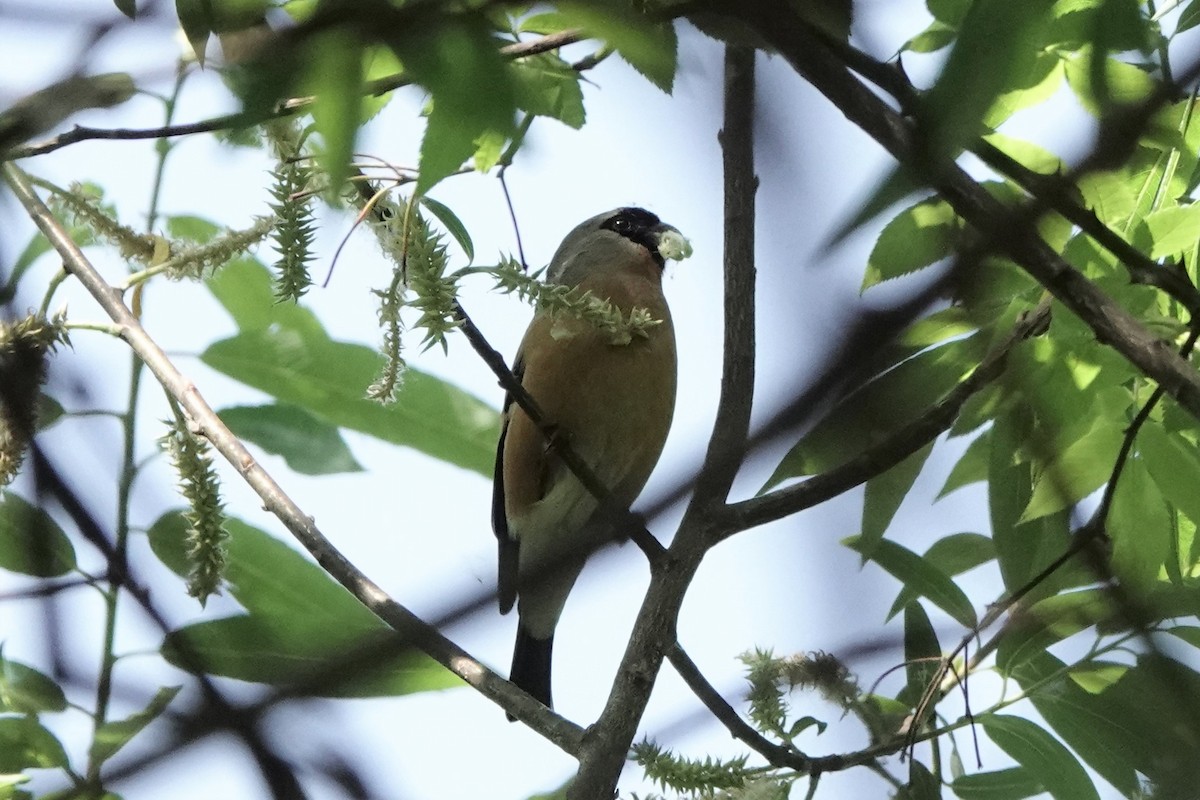 Orange Bullfinch - ML575806531