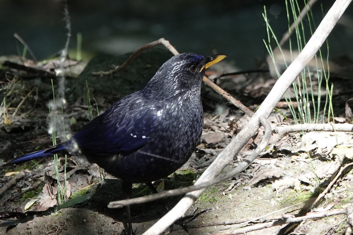 Blue Whistling-Thrush - ML575806571