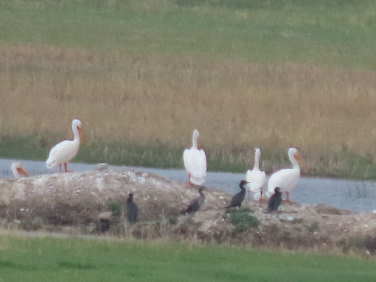 American White Pelican - ML575807291