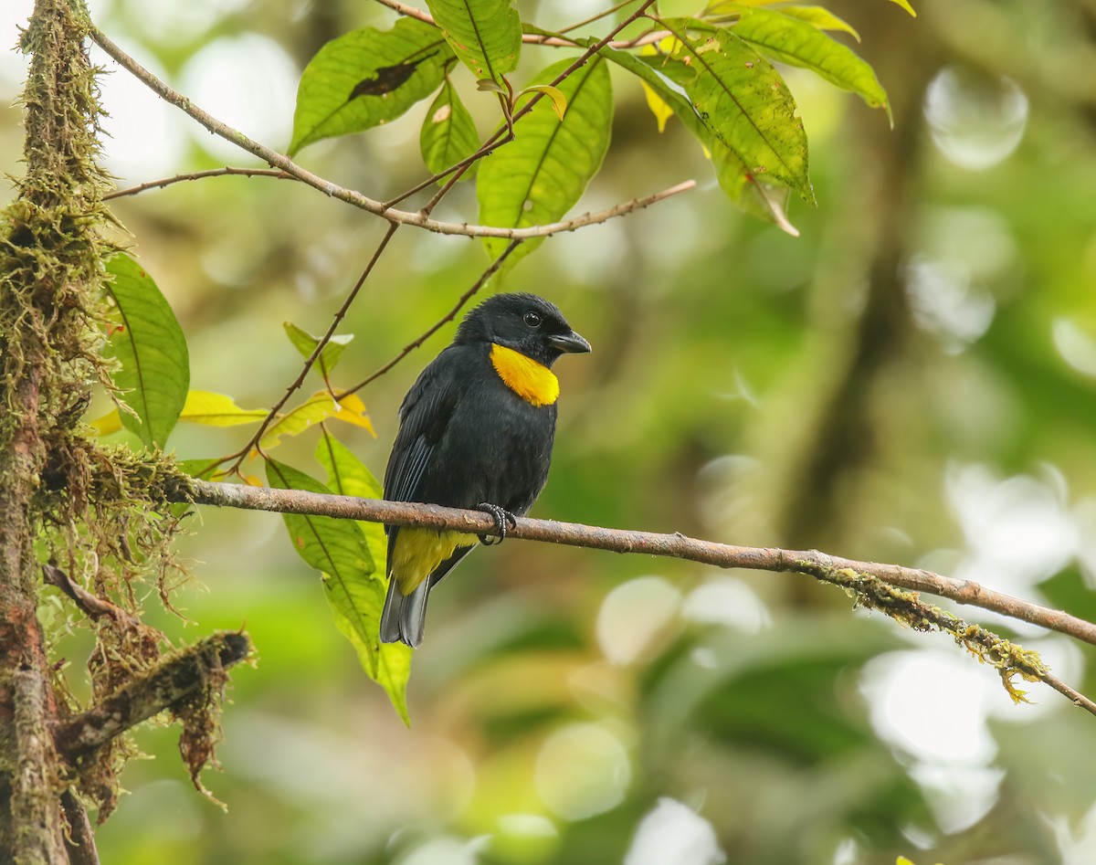 Golden-chested Tanager - Alejandro Pinto_TanagerPhotoTours