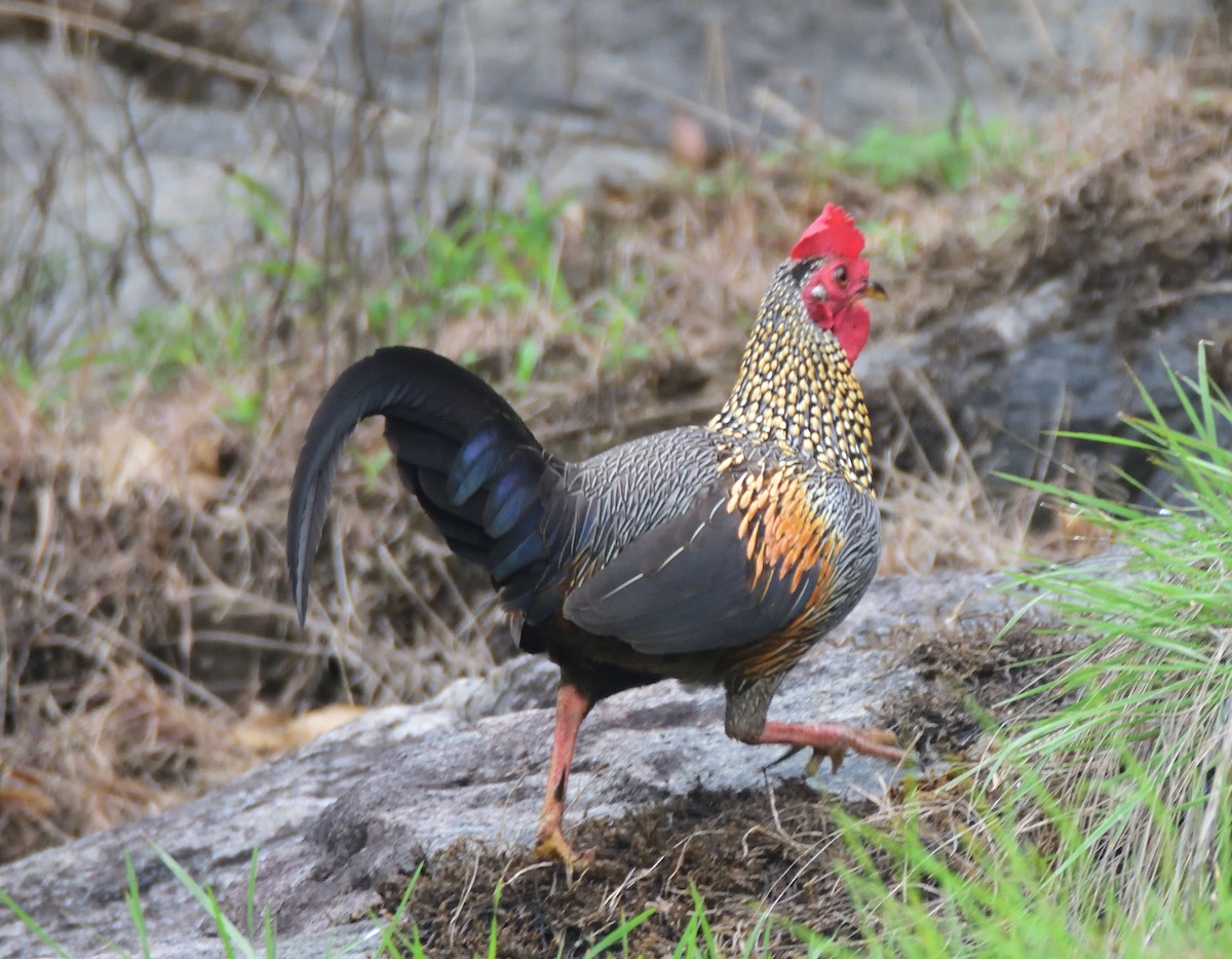 Gray Junglefowl - ML575809001