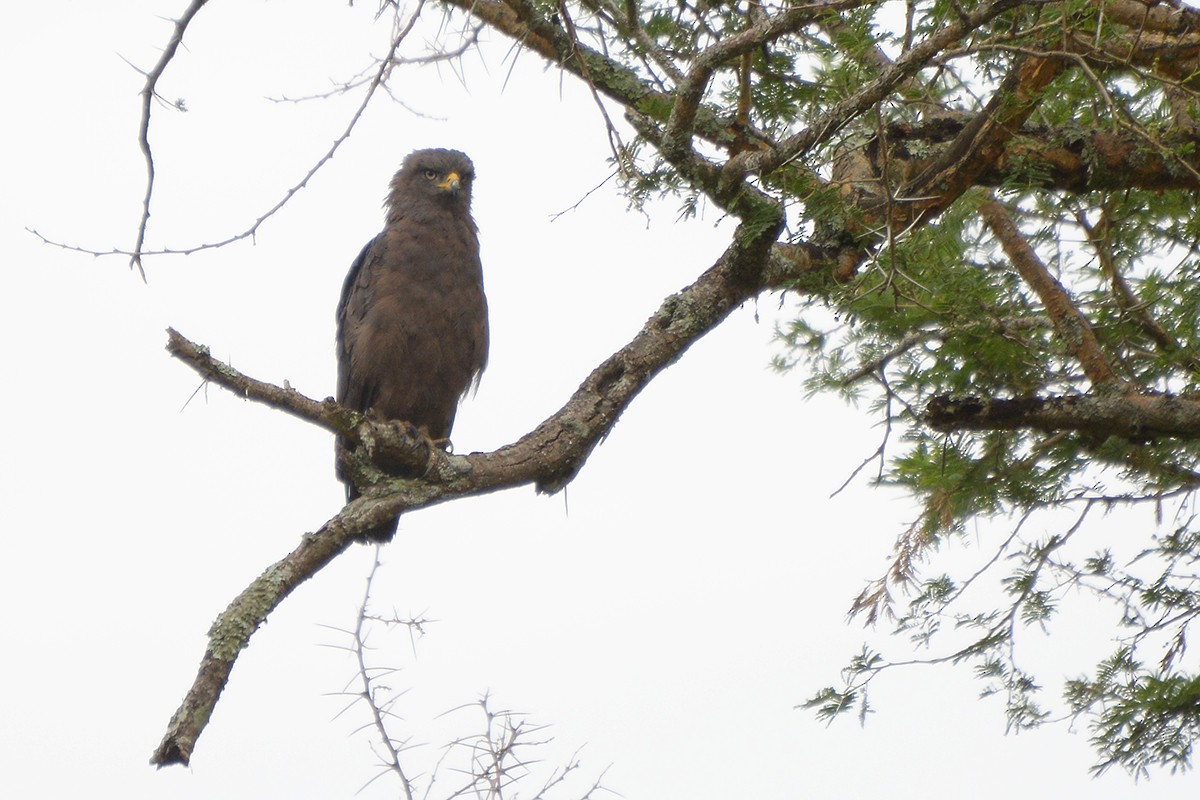 Banded Snake-Eagle - Miguel Rouco