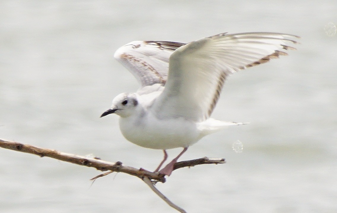 Bonaparte's Gull - ML57580951