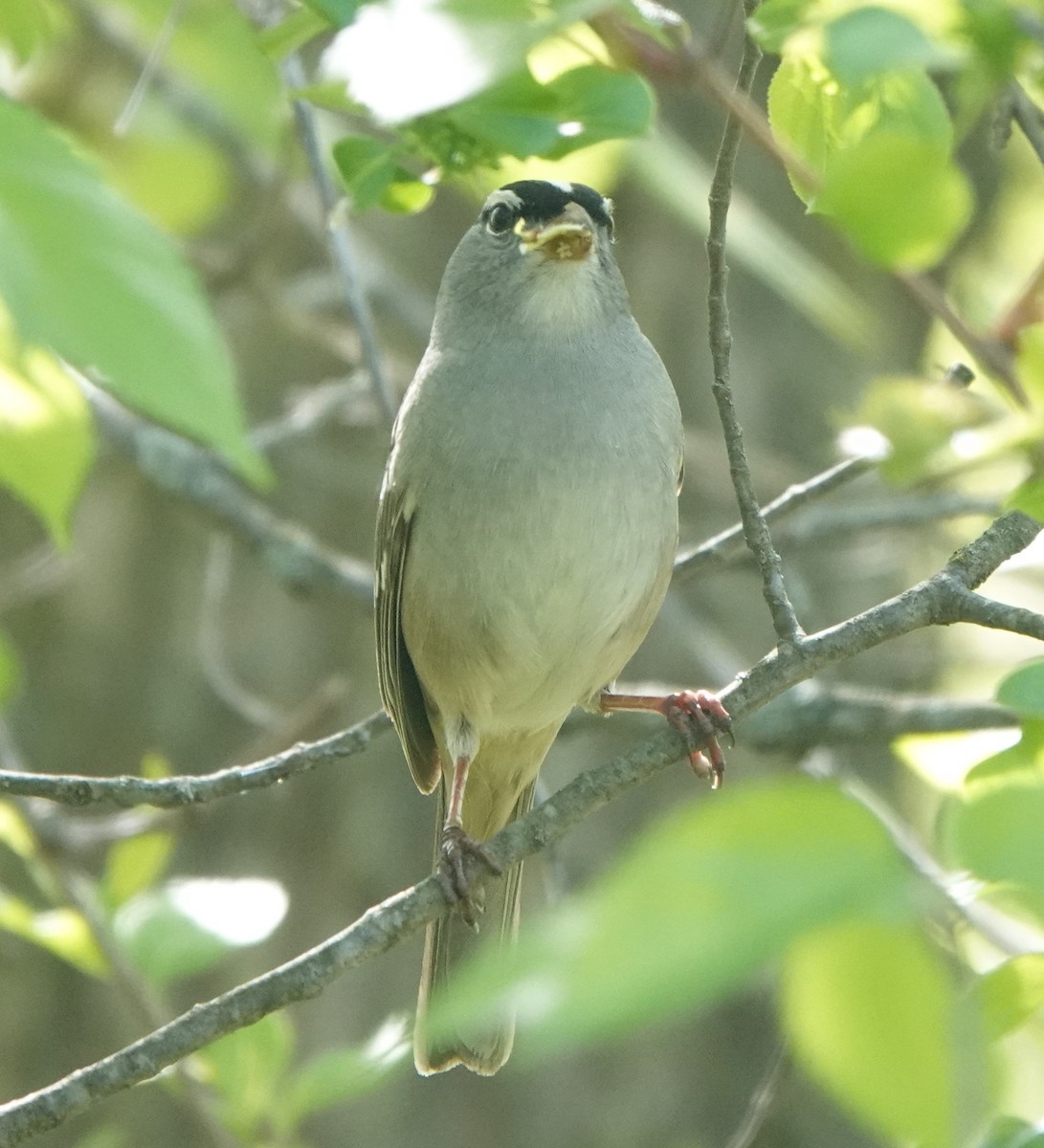 White-crowned Sparrow - ML575810301