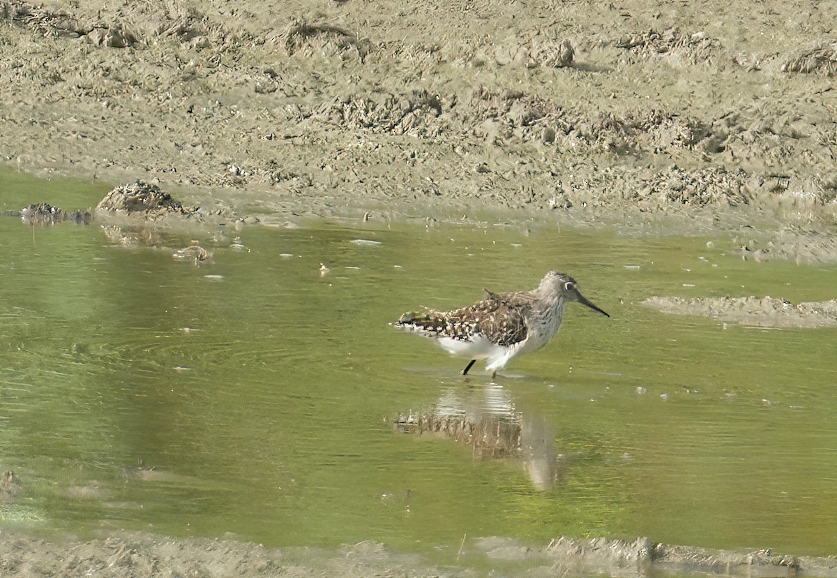 Bruchwasserläufer - ML575811351