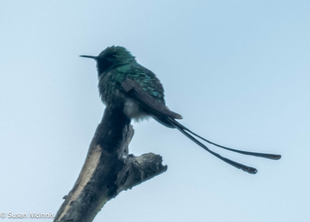 Yeşil Kuyruklu Kolibri - ML575812881